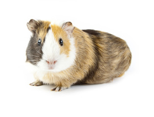 guinea