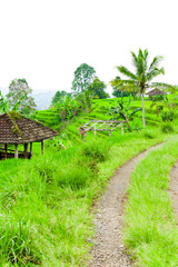 Fototapeta premium Flooded Paddy Field