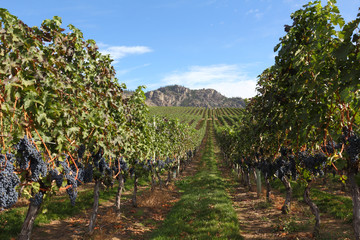 Fototapeta na wymiar Ready for Harvest, Okanagan Vineyard