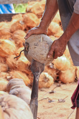 man working in coconut garden