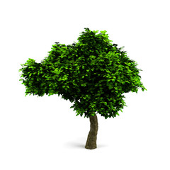 3d tree isolated on white.