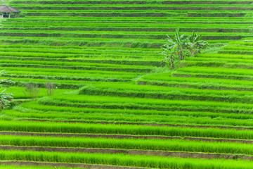 Flooded Paddy Field