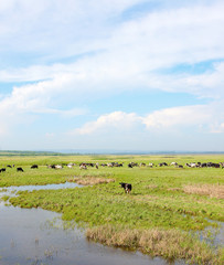 Summer rural landscape with the herd of cows