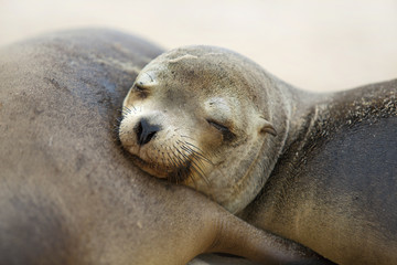 Young Sea Lion