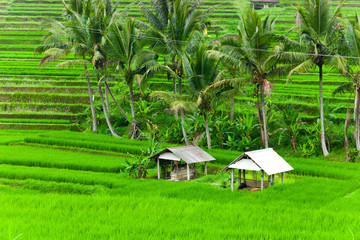 Flooded Paddy Field © nakedking