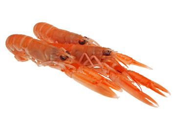 Scampi