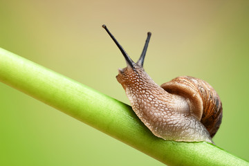 Snail on green stem - Powered by Adobe