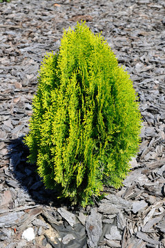 Small garden tree Tuja