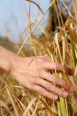 Fototapeta na wymiar close up of a man's hand touching the grass, 'feeling nature