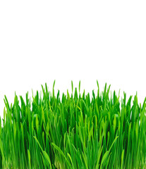 Fototapeta premium Green grass isolated on white background