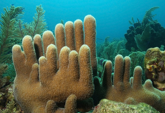 Fototapeta Pillar Coral - Roatan, Bay Islands, Honduras