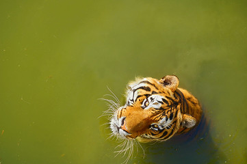 Big Siberian tiger in green water