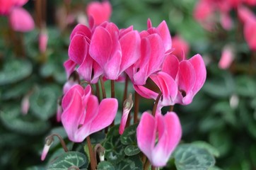 Obraz premium ciclamini