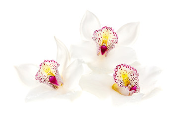three white orchids isolated