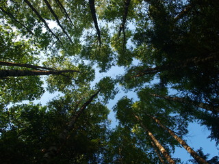 Tree tops with blue sky background
