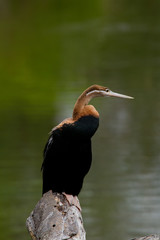 African darter bird
