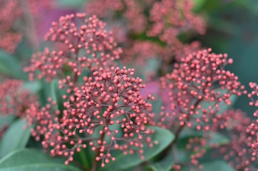 Obraz premium skimmia