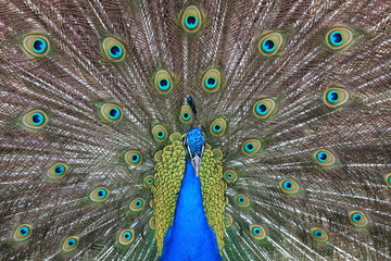 Obraz premium lśniący paw