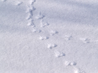 Mouse trace on snow