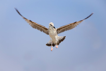 seagull flying against blue sky