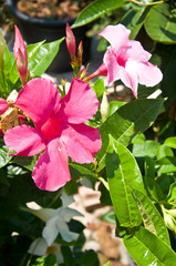 Allamanda pink flowers