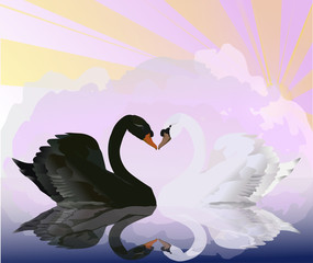 black and white swans at pink sunset