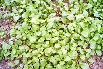 the ground of vegetables
