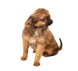 portrait of a cute purebred puppy chihuahua in front of white ba