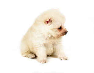 Pomeranian dog isolated on a white background