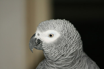 Gray parrot