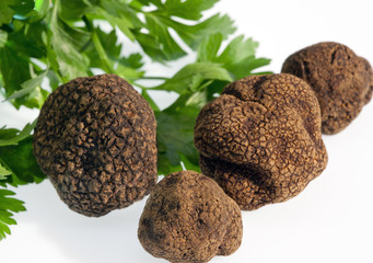 Tuber Uncinatum
