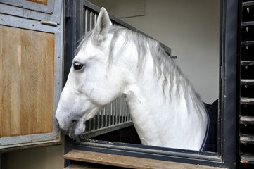 Lipizzaner Seitenprofil