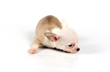 Funny puppy Chihuahua poses