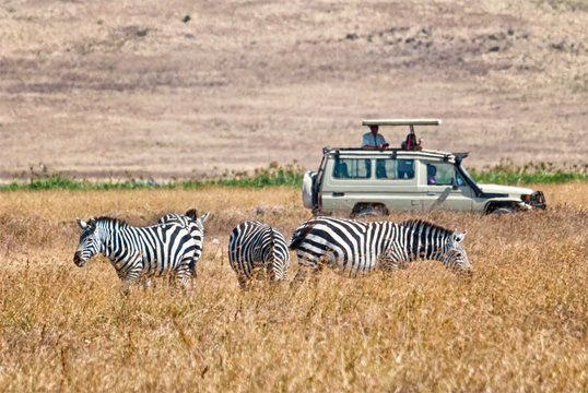 Fototapeta Tourists wathing zebras eating