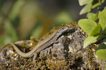 lizard