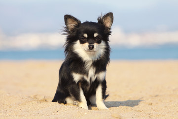 chihuahua à la plage