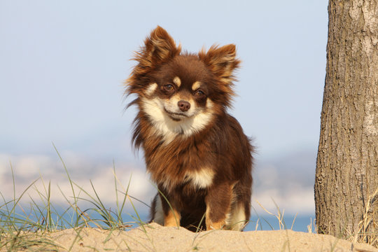 chihuahua trsite
