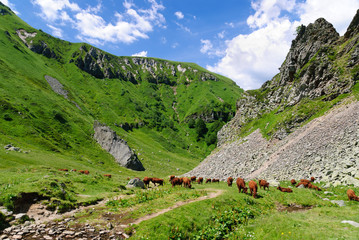 Vaches en liberté dans le Val de Courre, Auvergne, France - 37112216