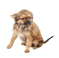 portrait of a cute purebred puppy chihuahua in front of white ba