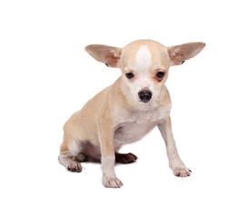 portrait of a cute purebred puppy chihuahua in front of white ba