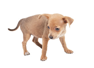 Russian toy terrier on a white background