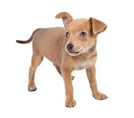 Russian toy terrier on a white background
