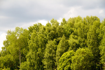 Green park, forest background