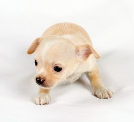 cute small chihuahua puppy sitting on white looking at camera is