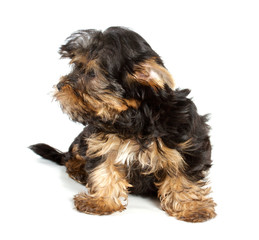 Yorkshire Terrier puppy (3 months) in front of a white backgroun