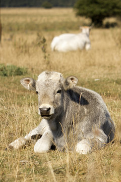 Little cow resting
