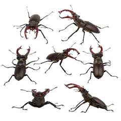 males stag beetle, isolated on a white background