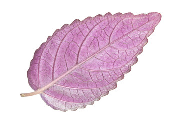 Violet leaf