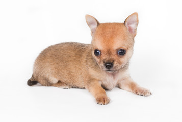 Chihuahua puppy on white background