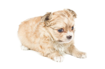 Chihuahua puppy on white background